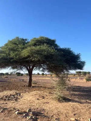 a lone tree in the middle of a field at Guest house Kasbah Foum Tizza in Boikhlal