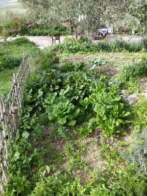 a garden with a bunch of lettuces at Chez Noureddine L 'GARAH in Kermets