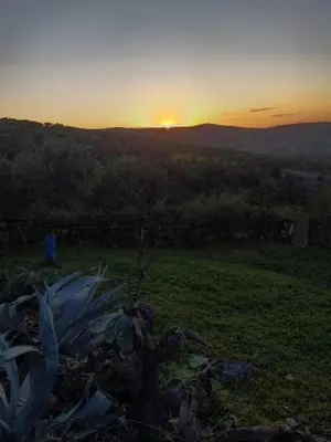 a sunset in a field with a plant in the foreground at Chez Noureddine L 'GARAH in Kermets