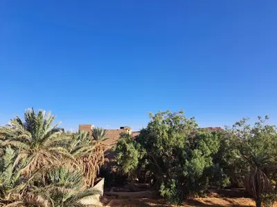 a group of palm trees and a blue sky at Villa HACHIMI in Erfoud
