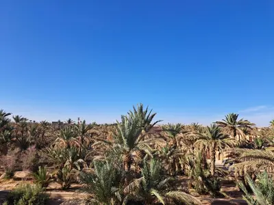 a field of palm trees in the desert at Villa HACHIMI in Erfoud