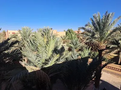 a group of palm trees in front of a building at Villa HACHIMI in Erfoud
