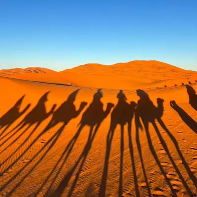 a group of camel shadows in the desert at Sahara Moon Luxury Camp in Merzouga
