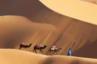 a group of camels walking in the desert at Merzouga Boho Camp in Merzouga