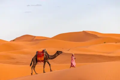 a woman walking a camel in the desert at Sahara desierto Camp in Merzouga