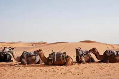 a group of camels sitting in the desert at Merzouga Desert Dreams in Merzouga