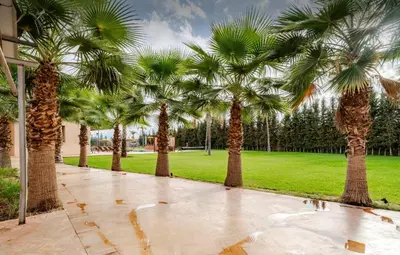 a row of palm trees in a park at Villa privée sans vis-à-vis,Padel,Tennis, Five in Oulad Mazoug