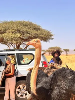 an ostrich standing in front of a car at Bivouac Desert Du Maroc in Mhamid