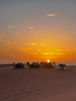 a group of horses on the beach at sunset at Magamane luxury camp in Merzouga