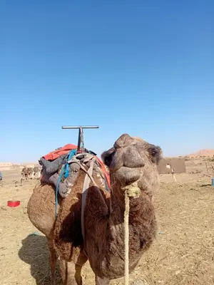 a camel with a cross on its head in the desert at Itran luxury camp in Merzouga