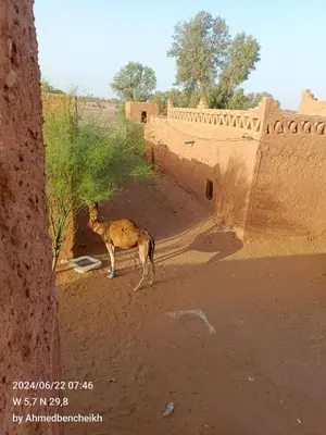 a dog standing in the dirt next to a building at Daraa Valley House in Mhamid