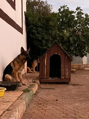 a dog is sitting next to a dog house at Chalet cosy familial à Imouzzer - calme, nature et confort in Imouzzer Kandar