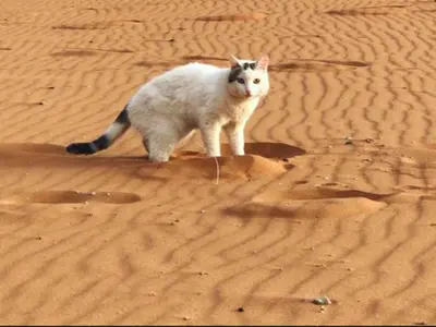 a white cat standing in the sand in the desert at Merzouga Joy Camp in Hassilabied
