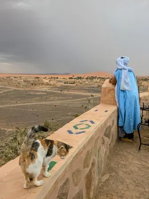 a cat standing on top of a wall with a person at Kasbah Hôtel Rama in Merzouga