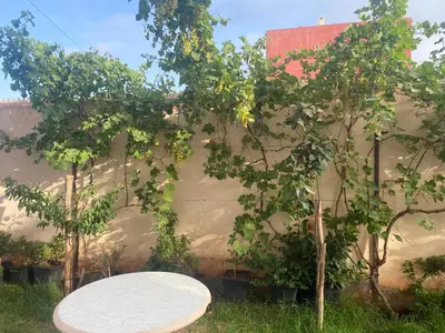 a white table in the grass next to two trees at Atlas stay in Fès
