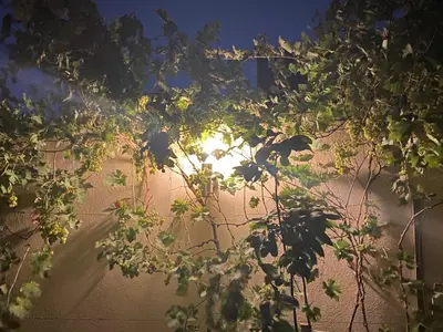 a bunch of leaves on a wall with the sun behind it at Atlas stay in Fès