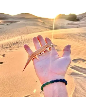 a hand holding a fish in the desert at Merzouga tarwla camp in Merzouga