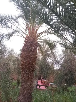 a palm tree with a picnic table in the background at Palmas Magramane Ogandou in Skoura