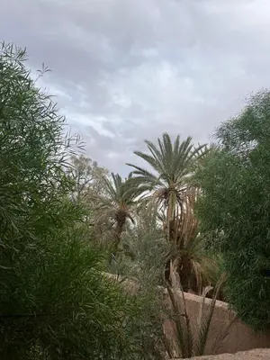 a group of palm trees and bushes in a field at Palmas Magramane Ogandou in Skoura