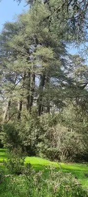 a group of trees in a field with green grass at auberge panorama ouiouane in Kasba des Aït Athmane