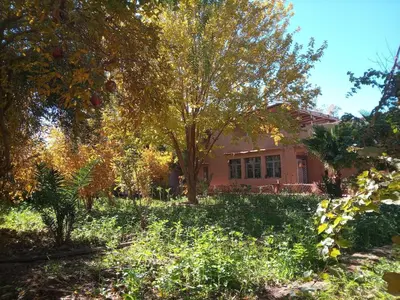 a house with a tree in the yard at skoura in Oulad el Guern