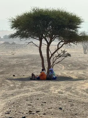 two people sitting under a tree in the desert at Merzouga Infinity Dunes Camp in Merzouga