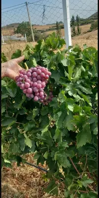 a person holding a bunch of pink grapes in a field at Havre de paix à la campagne in El Hajeb