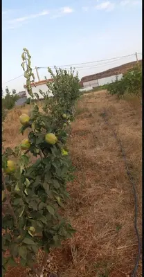 a green bush with lots of fruit on it in a field at Havre de paix à la campagne in El Hajeb