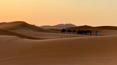 a group of horses walking through the desert at Nomad Haven Luxury Camp in Merzouga