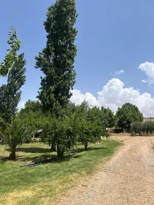 a row of trees on a gravel road at Campagne & Confort only family in El Hajeb