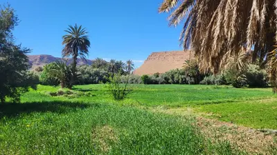 a field with palm trees and mountains in the background at gite traditionnel berbère chez Naima in Lac Yasmins
