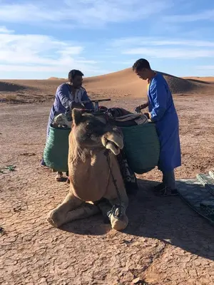 a camel in the middle of the desert with two men at StarlitDesertCamp in El Gouera