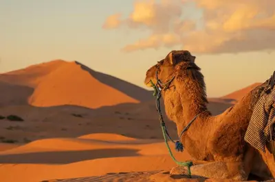 a camel in the desert with a mountain in the background at StarlitDesertCamp in El Gouera