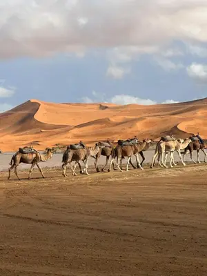 a herd of horses running through the desert at Merzouga Outdoors Private Nomad Expedition in Merzouga