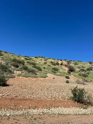 a desert field with bushes and a blue sky at Merzouga Outdoors Private Nomad Expedition in Merzouga