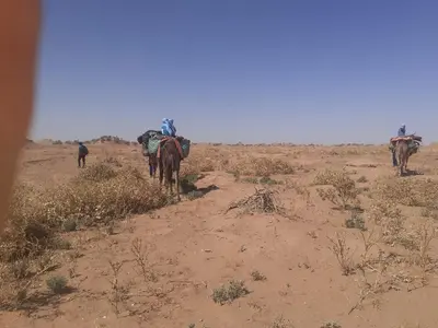 a group of people riding horses in the desert at M'hamid El Ghizlane, Provinz Zagora in Oulad Akkou