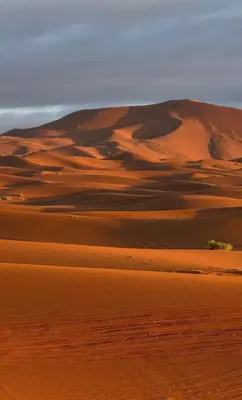 a sand dune in the desert with a tree in it at Luxury Stars Camp in Merzouga