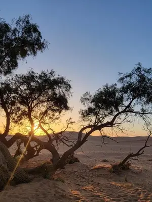 a group of trees in the desert at sunset at Authentic Sahara with Locals in Tagounite