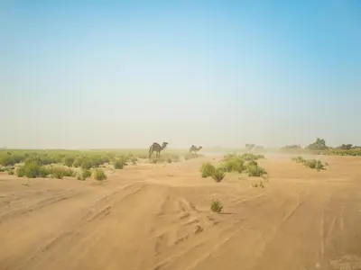 two giraffes standing in a field with a dirt road at Authentic Sahara with Locals in Tagounite