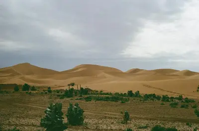 a desert with trees and sand dunes in the distance at Authentic Sahara with Locals in Tagounite