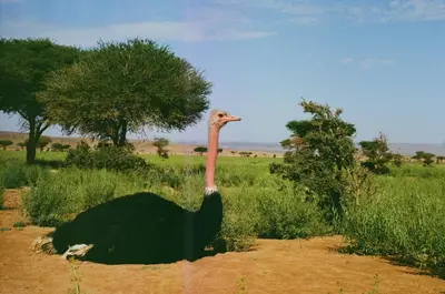 a ostrich standing in a field of grass at Authentic Sahara with Locals in Tagounite
