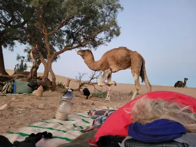 a camel walking in the desert with a woman at Authentic Sahara with Locals in Tagounite