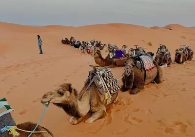 a group of camels in the sand in the desert at Merzouga Atlantis in Merzouga