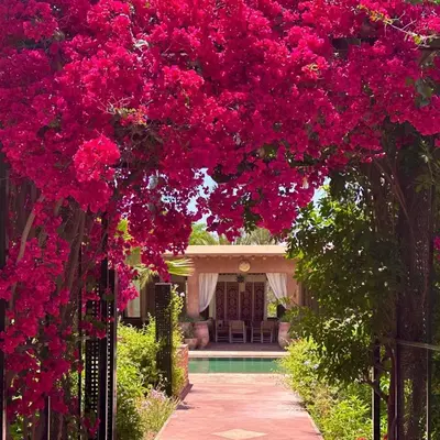 a garden with bougainvillea hanging over a pool at Villa Ishtar in Marrakech