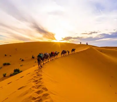 a group of camels walking through the desert at Camping Activities Merzouga in Merzouga