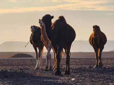 a group of three horses standing in the desert at Global Desert Luxury Camp in Merzouga