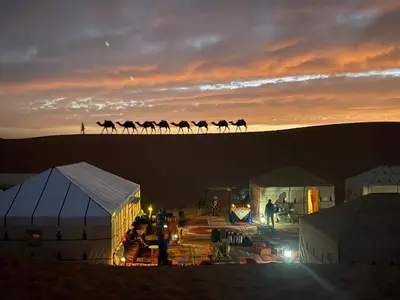 a group of camels walking in the desert at sunset at Luxury camp desert in Merzouga