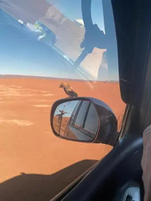 a bird sitting on the side mirror of a car at Desert Family Camp in El Gouera