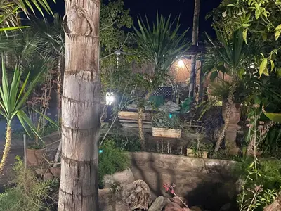 a palm tree in a garden at night at Chambre dans un magnifique petit riad avec piscine in Aghmat
