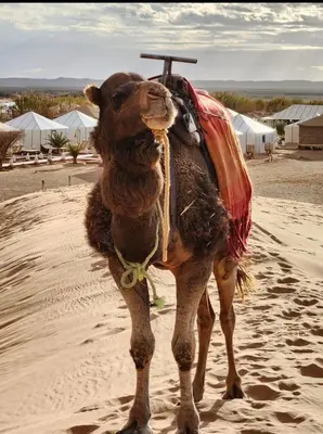 a camel standing in the sand in the desert at Merzouga desert camp in Merzouga